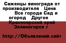 Саженцы винограда от производителя › Цена ­ 800 - Все города Сад и огород » Другое   . Красноярский край,Зеленогорск г.